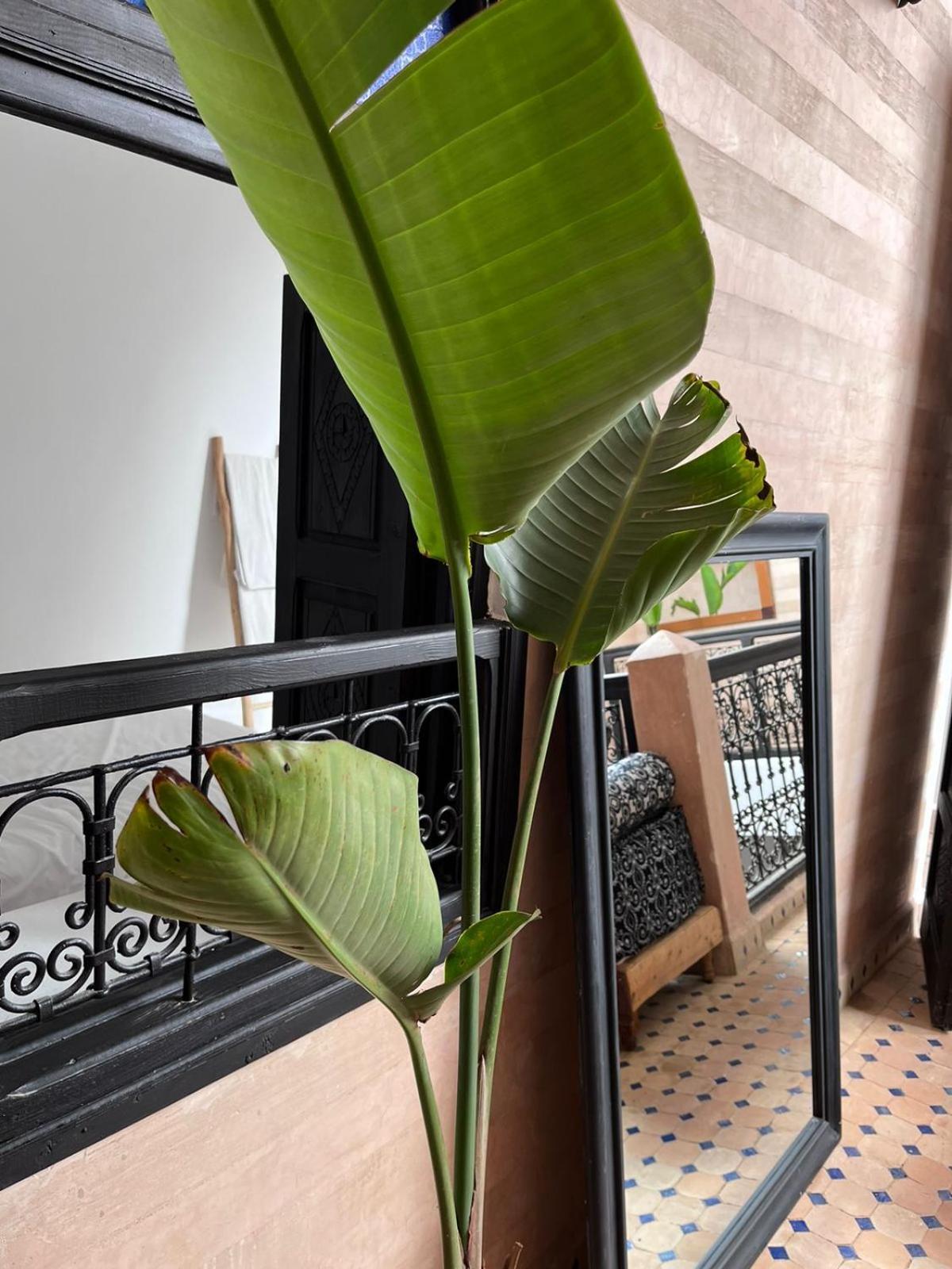 Riad Black Doors Marrakesh Eksteriør bilde